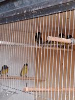 Zwartkopsijs, Dieren en Toebehoren, Vogels | Overige Vogels