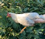 Koppel Leghorn Isabelpatrijs, Dieren en Toebehoren, Pluimvee