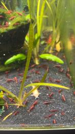 Garnalen te koop, Dieren en Toebehoren, Vissen | Aquariumvissen, Kreeft, Krab of Garnaal, Zoetwatervis, Schoolvis