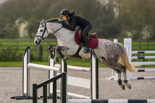 Sprinpony D, 11 jaar oud. Klaar op 120 cm, Dieren en Toebehoren, Pony's, Merrie, Z, D pony (1.37m tot 1.48m), Springpony, 11 jaar of ouder