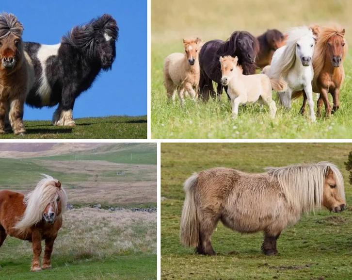 IK ZOEK een kleine schetland ruin, Animaux & Accessoires, Poneys, Hongre