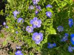 Geranium Rozanne, Tuin en Terras, Planten | Tuinplanten, Ophalen of Verzenden, Vaste plant