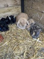 Dwergkonijnen, Dieren en Toebehoren, Konijnen, Klein