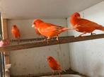 Red Canaries 2025 à vendre, Animaux & Accessoires, Plusieurs animaux, Canari de couleur