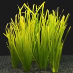 aquqrium planten, Dieren en Toebehoren, Vissen | Aquaria en Toebehoren, Ophalen of Verzenden