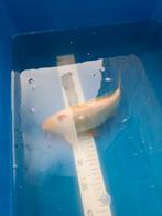 Grote goudvissen te koop wegens te groot geworden, Animaux & Accessoires, Poissons | Poissons d'étang, Poisson(s) rouge(s)