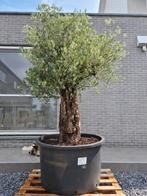 Olijfboom Olea Europaea, Ophalen, Olijfboom