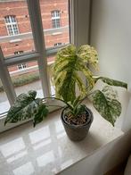 Monstera Deliciosa Mint Variegata, Huis en Inrichting, Kamerplanten, Ophalen of Verzenden