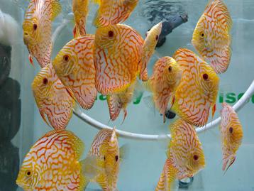 Discussions en damier jaune, Poisson, Poisson d'eau douce, Banc de poissons