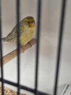 Kanarie man 2024, Dieren en Toebehoren, Mannelijk
