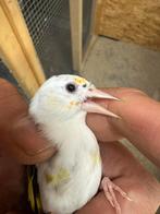 Te koop klein putter man Scarpati van 2024, Dieren en Toebehoren, Vogels | Overige Vogels