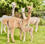 Mooie  halstermak alpaca cria merrie, Animaux & Accessoires, Animaux Autre