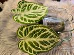 Anthurium Silver Blush, Tuin en Terras, Bloembollen en Zaden, Ophalen of Verzenden