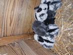 Vlinder x duitse reus konijnen, Dieren en Toebehoren, Groot