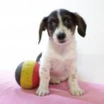Jack Russell - Belgische pups te koop, Dieren en Toebehoren, Honden | Jack Russells en Terriërs, België, Jack Russell Terriër