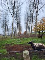 16 canadabomen , zelf te kappen voor brandhout ., Tuin en Terras, Brandhout, 6 m³ of meer, Ophalen, Overige houtsoorten, Stammen