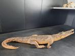 Krokodil - taxidermie - opgezette dieren, Opgezet dier, Ophalen, Reptiel of Amfibie