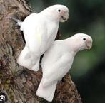 Te koop gevraagt vrouwlijke Goffini Kaketoe, Dieren en Toebehoren, Vogels | Parkieten en Papegaaien, Vrouwelijk, Papegaai, Pratend