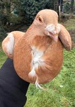 pigeon voyageur, Dieren en Toebehoren, Postduif