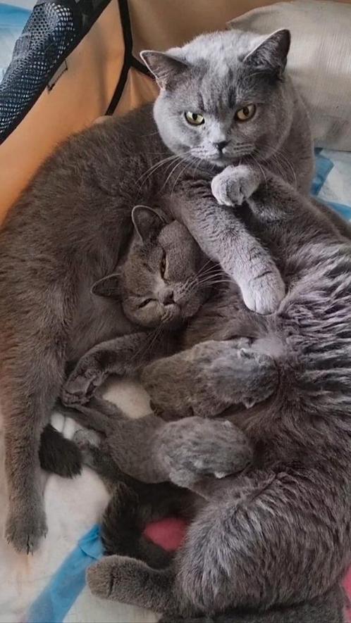Britse korthaar kittens MET STAMBOOM, Dieren en Toebehoren, Katten en Kittens | Raskatten | Korthaar, Kater, 0 tot 2 jaar, Met stamboom