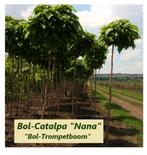 BOL CATALPA 'NANA' : HALFSTAM 30€/stuk, HOOGSTAM 40€/stuk, Tuin en Terras, Planten | Bomen, Ophalen, Zomer, Bolboom, 250 tot 400 cm