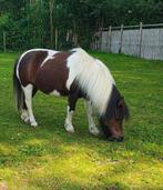 Bruinbontemerrie NMPRS en Meerdere Merrie's., Dieren en Toebehoren, Merrie, Met stamboom, A pony (tot 1.17m), 7 tot 10 jaar