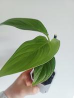 Monstera ec7 (noid), Overige soorten, In pot, Minder dan 100 cm, Groene kamerplant