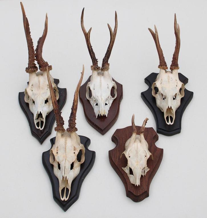 OPRUIMING : 5 x REE GEWEI op schild - deels met kaakdeeltjes, Collections, Collections Animaux, Utilisé, Bois ou Tête, Cerf, Enlèvement ou Envoi