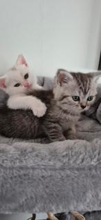 Tamme Britse korthaar katertjes en poesje, Dieren en Toebehoren, Katten en Kittens | Raskatten | Korthaar, Meerdere dieren, Gechipt