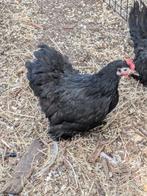 Cochin kriel, Dieren en Toebehoren, Pluimvee