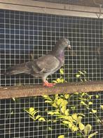 Duiven te koop, Meerdere dieren, Overige soorten