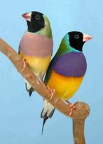 gouldamandines, Dieren en Toebehoren, Vogels | Overige Vogels, Meerdere dieren