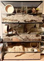 Grote Glazen Chinchillakooi – Ruim Terrarium voor Degoes, Dieren en Toebehoren, Ophalen of Verzenden, 90 cm of meer, Chinchilla