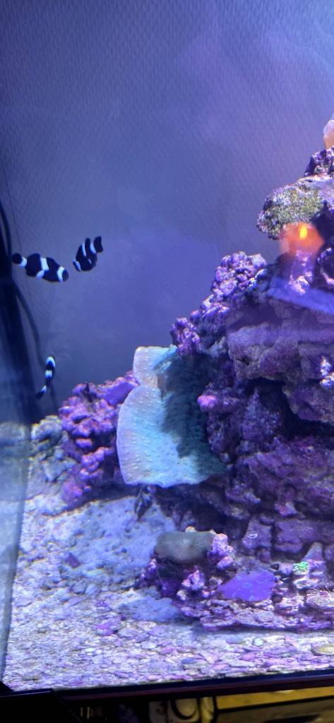 Koraal, Dieren en Toebehoren, Vissen | Aquariumvissen, Zoutwatervis, Overige typen