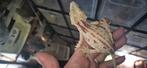3 gekko mannen, Dieren en Toebehoren, Reptielen en Amfibieën