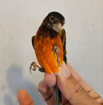 Métiss de Tarin Rouge F1