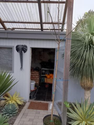 grote vijgenboom beschikbaar voor biedingen