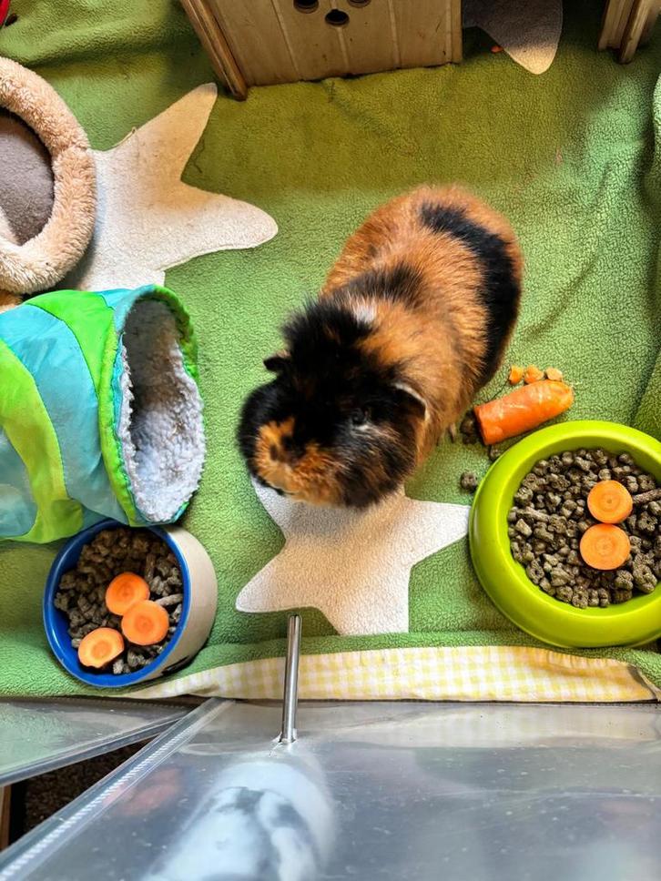 Cavia (beertje)gratis, Dieren en Toebehoren, Knaagdieren, Mannelijk, Cavia, September, Tam