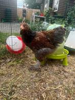 Brahma haan, Dieren en Toebehoren, Pluimvee