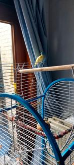 2 Dwergpapegaai mannetjes met kooi en toebehoren