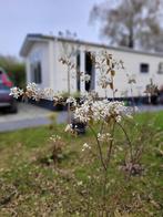 Stacaravan te koop, Caravans en Kamperen, Tot en met 6