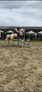 Allround pony zoekt gouden thuis, Dieren en Toebehoren, Paarden, Ruin