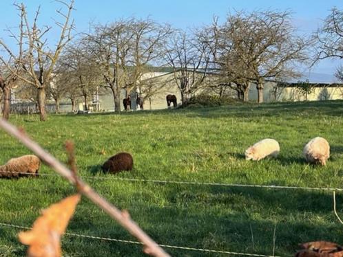 4 ouessant schapen, Dieren en Toebehoren, Schapen, Geiten en Varkens, Schaap, Vrouwelijk, 0 tot 2 jaar