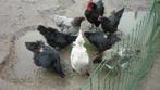 Broedeieren van australorp kippen groothoender, Animaux & Accessoires