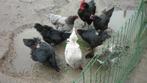 Broedeieren van australorp kippen groothoender, Dieren en Toebehoren, Pluimvee