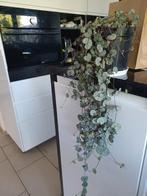 Hangplant chinese lantaarnplant, Ophalen of Verzenden