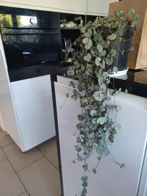 Hangplant chinese lantaarnplant, Huis en Inrichting, Kamerplanten, Ophalen of Verzenden