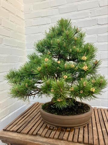 Pinus uncinata bonsai beschikbaar voor biedingen