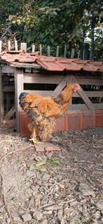 Cochin groothoender haan, Dieren en Toebehoren