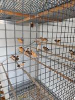 Kanaries van  2025 gerongen, Dieren en Toebehoren